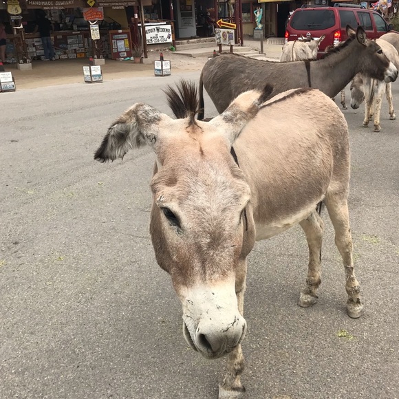 Meet your Posher, Jessica - Picture 1 of 1